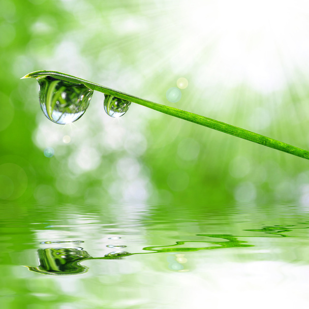 Dew drops - Fotoğraf, Görsel