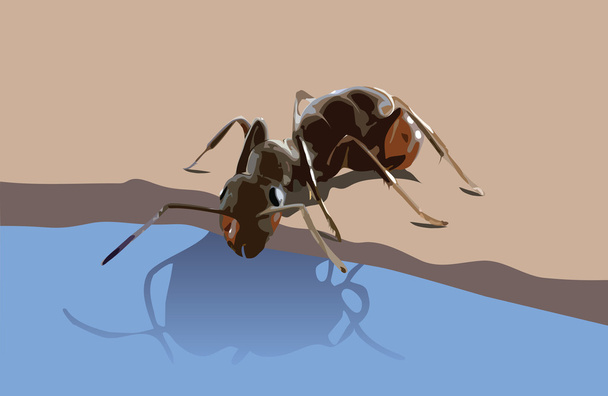 ant の飲料水 - ベクター画像