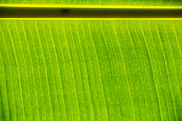 Banana leaf background - Valokuva, kuva