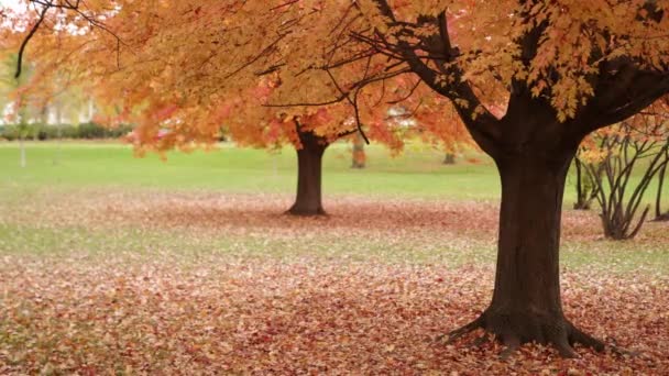 Hojas de arce de azúcar amarilla y roja caen lentamente de dos árboles a montones en el suelo en otoño cuando los coches pasan por una carretera en la distancia. - Metraje, vídeo