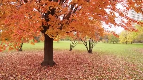 Ruční pánve střílel zprava doleva od velkého barevného javoru s vrchol podzim barvy oranžové, červené a žluté, jak listí hromadí na zemi dole na podzim. - Záběry, video