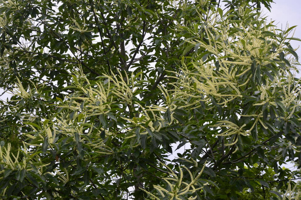 Lato Liście Różnorodnego Liścia Słodkiego Kasztanowca (Castanea sativa Albomarginata) w ogrodzie na wsi - Zdjęcie, obraz
