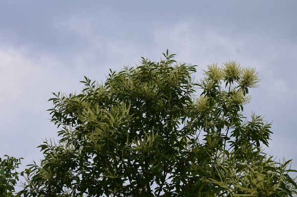 Feuillage d'été du châtaignier à feuilles panachées (Castanea sativa Albomarginata) dans un jardin rural - Photo, image