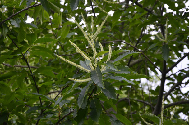 田舎の庭にある甘い栗の木(カスタネア・サティバ・アルボマルギタナ)の夏の葉 - 写真・画像