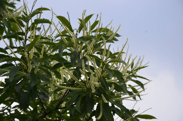 Follaje de verano del castaño dulce de hoja variada (Castanea sativa Albomarginata) en un jardín rural - Foto, imagen