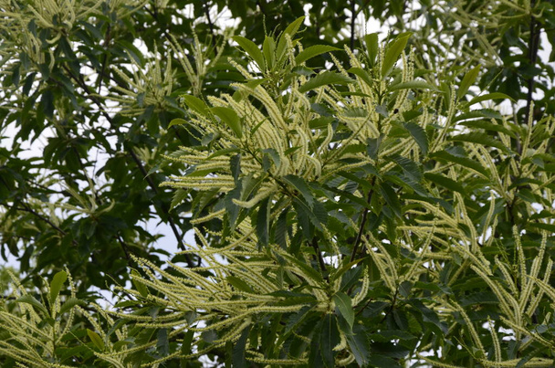 田舎の庭にある甘い栗の木(カスタネア・サティバ・アルボマルギタナ)の夏の葉 - 写真・画像