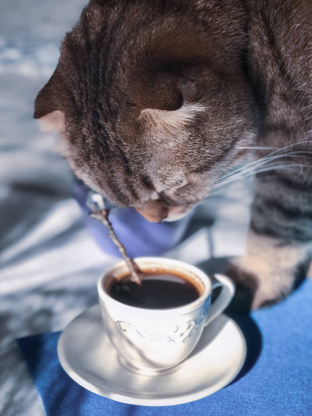 Schottische Faltkatze probiert mit Nase meinen Morgenkaffee und eine kleine Kanne Milch auf blauem und weißem Hintergrund mit trockenen Grasschatten - Foto, Bild