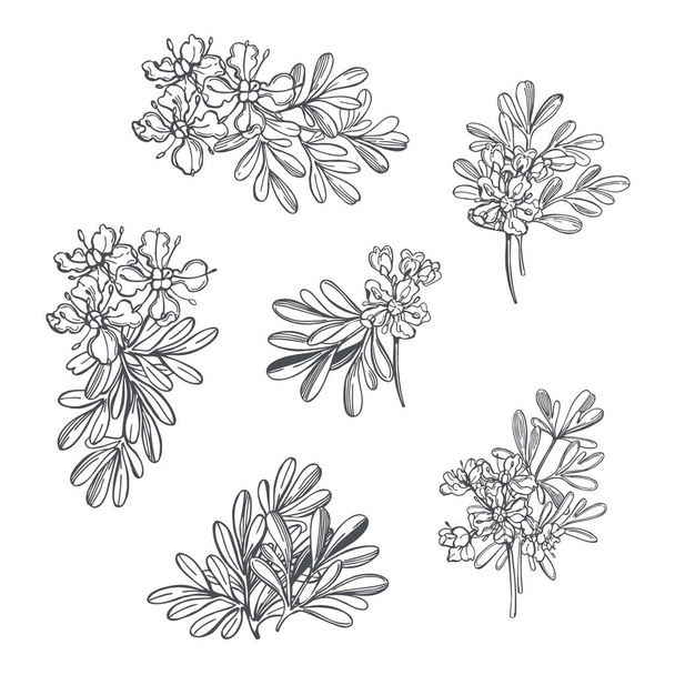  Hand drawn spicy herbs. Ruta graveolens (Garden Rue, Herb of Grace, Rue). Vector sketch  illustration. - Vektor, obrázek
