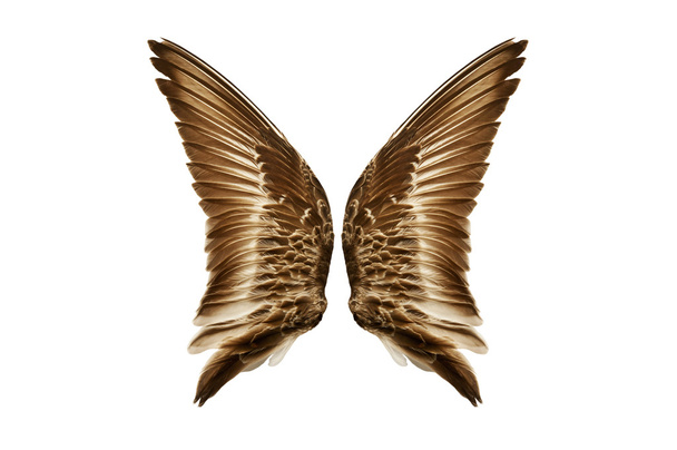 Pair of natural bird wings from outside view - Photo, Image
