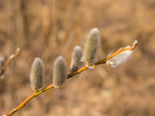 Weidenzweig mit grünen Knospen im Frühling Nahaufnahme - Foto, Bild