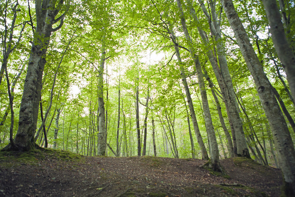 Forest, beech forest, green forest - 写真・画像