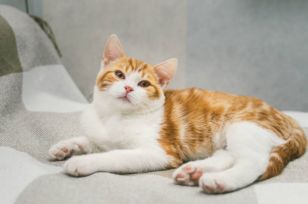 Retrato de un hermoso gato jengibre de cerca en la cama - Foto, imagen