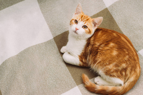 Portrait of a beautiful ginger cat close up - Fotografie, Obrázek