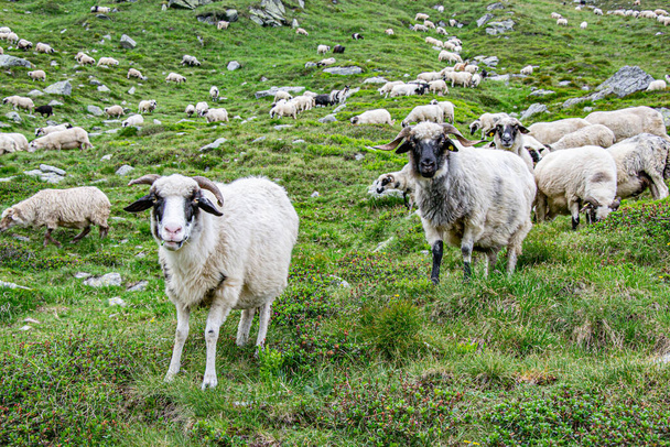 Czarne owce w środku farmy. Hodowla owiec Suffolk na zielonej łące. - Zdjęcie, obraz