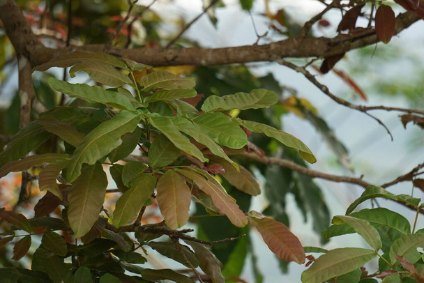 Schleichera oleosa (también llamado árbol de goma-lac, lac indio, lac malayo, árbol de aceite de Macassar, roble de Ceilán) en el árbol. Esta planta se utiliza para colorear el paño - Foto, imagen