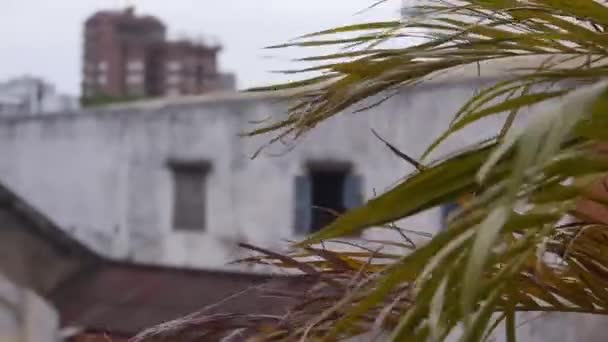 Ветер в листьях перед зданиями - статика - Кадры, видео