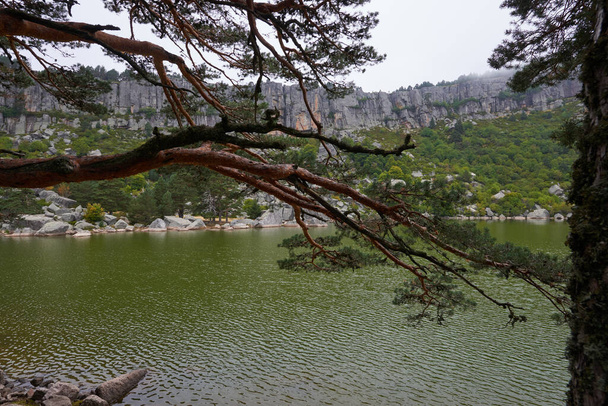 Una bella vista di un lago circondato da una pineta in una grigia giornata autunnale. - Foto, immagini