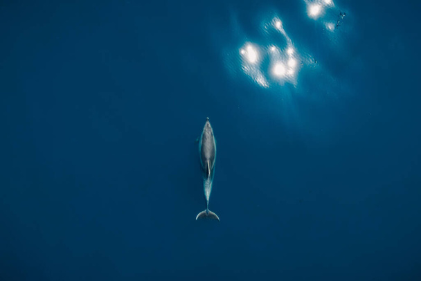 Luftaufnahme eines allein lebenden Großen Tümmlers im blauen Meer. Wassertiere im Schwarzen Meer - Foto, Bild