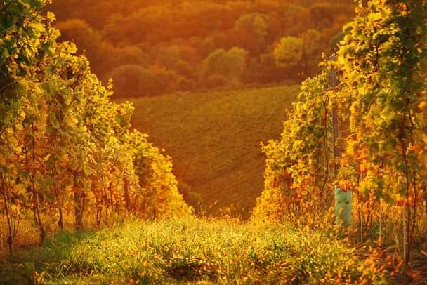 Vineyards row in Slovenia - Фото, изображение