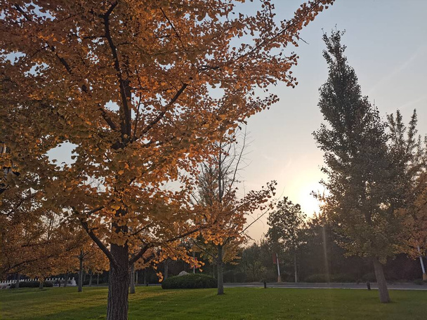 beautiful autumn park with trees and leaves - Valokuva, kuva