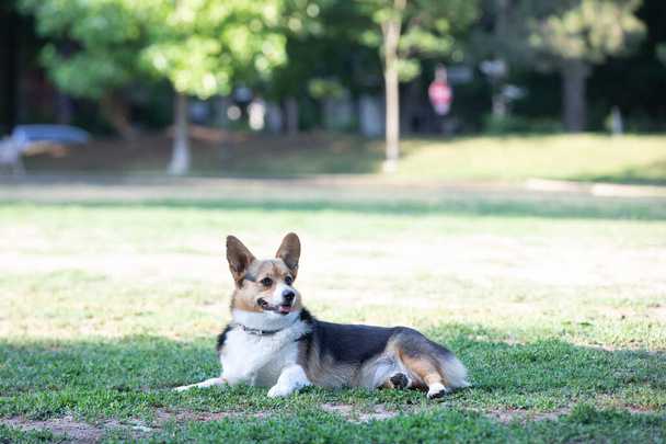 Corgi kutya fekszik a füvön a parkban. - Fotó, kép