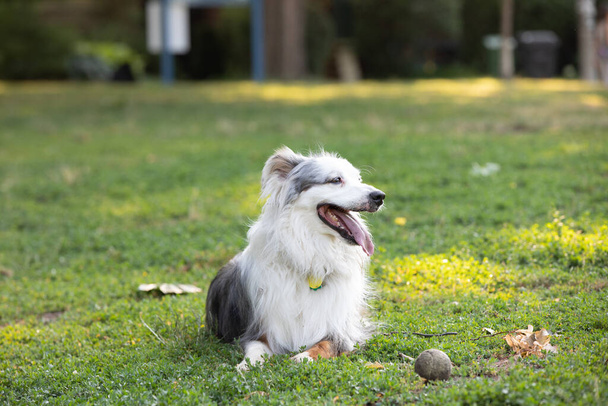 Σκύλος απολαμβάνει μια καλοκαιρινή μέρα στο πάρκο - Φωτογραφία, εικόνα