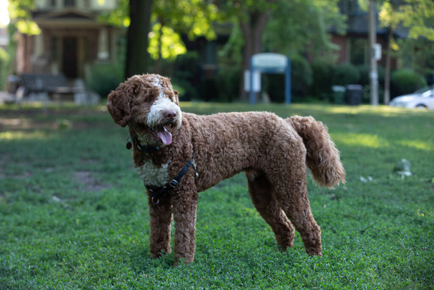 Perro de pura raza goldendoodle jugando en el parque en verano - Foto, Imagen