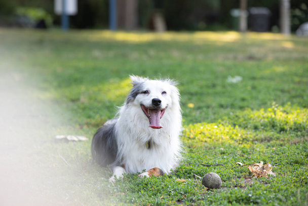 Köpek parkta bir yaz gününün tadını çıkarıyor. - Fotoğraf, Görsel