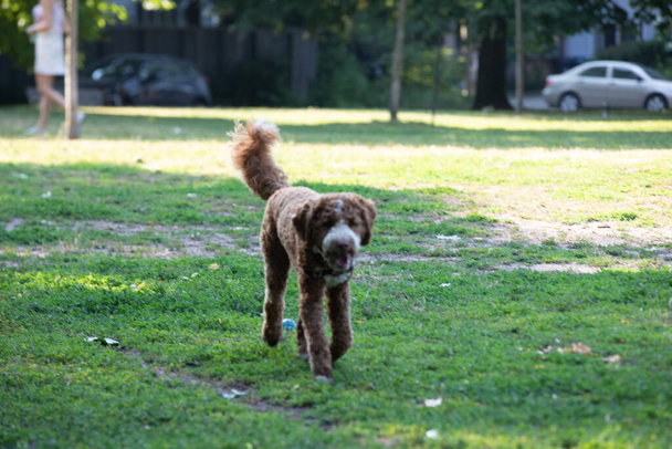 Goldendoodle σκυλί παίζει στο πάρκο το καλοκαίρι - Φωτογραφία, εικόνα