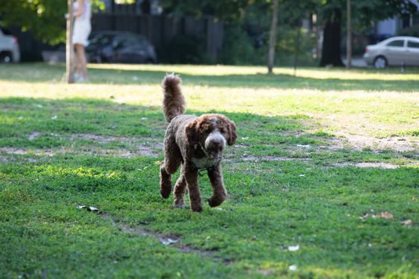 Goldendoodle hond spelen in het park in de zomer - Foto, afbeelding