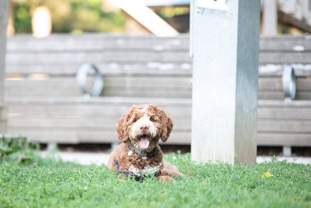 portrait of small goldendoodle dog lie on the grass - Photo, Image