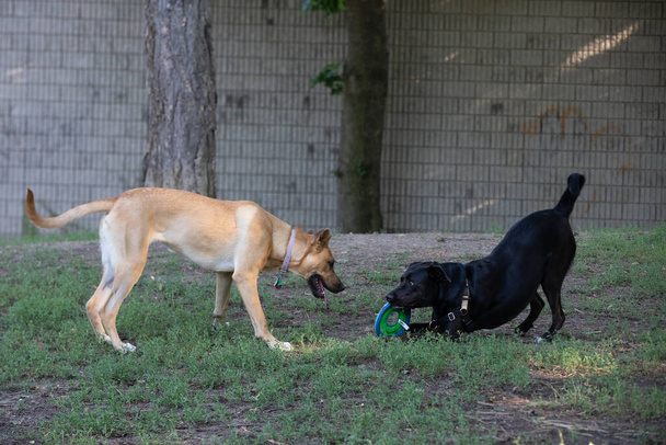 Δύο καθαρόαιμα σκυλιά παίζουν έξω στο πάρκο. - Φωτογραφία, εικόνα