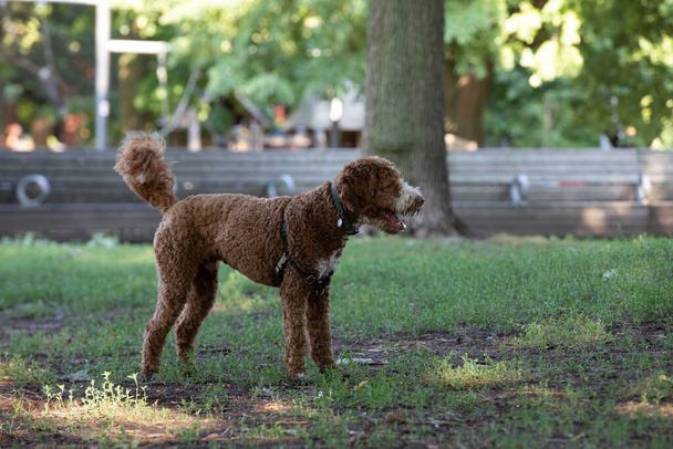 Goldendoodle kutya játszik a parkban nyáron - Fotó, kép