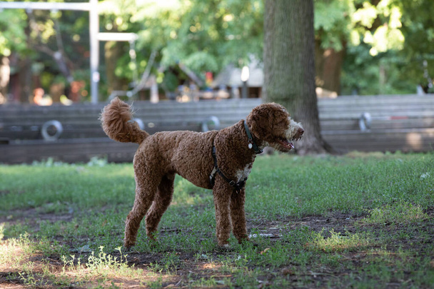Goldendoodle dog playing in the park at summer - Photo, Image