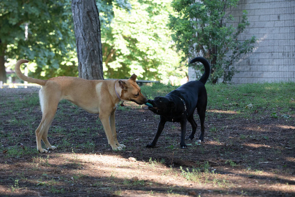 Zwei reinrassige Hunde spielen draußen im Park. - Foto, Bild