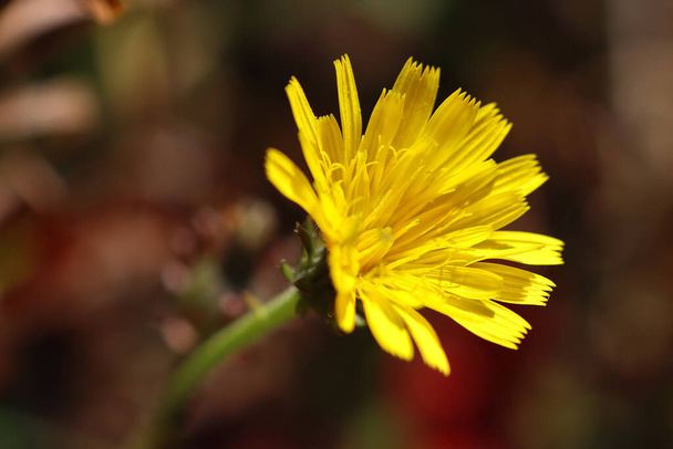 Şahin otu öküz dili çiçeği (Picris hiyeracioides). Picris Yunanca 'da "acı" anlamına gelen "picros" kelimesinden türemiştir. - Fotoğraf, Görsel