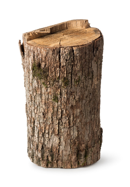Big stump - Photo, Image
