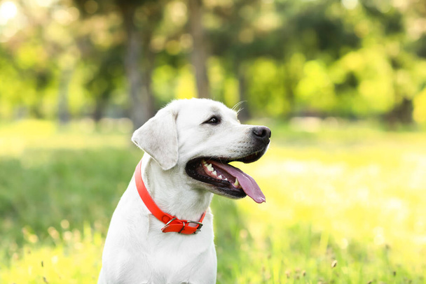 Mignon chien Labrador dans le parc par une journée ensoleillée - Photo, image
