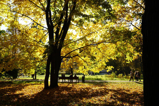 Sunny day in autumn park - Фото, зображення
