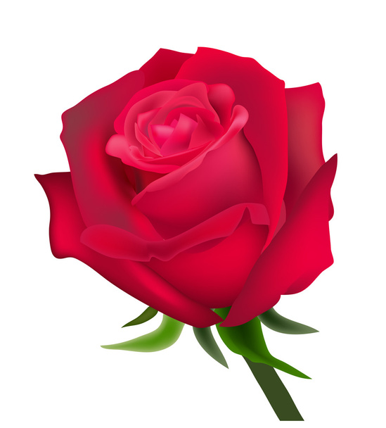 Κόκκινο τριαντάφυλλο - Διάνυσμα, εικόνα