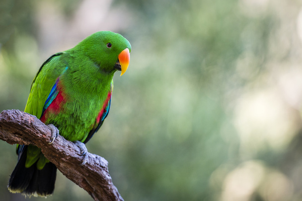 smaragdgrünes Männchen eclectus roratus Papagei - Foto, Bild
