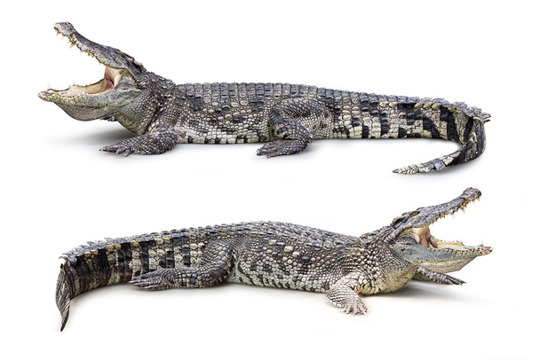 crocodilo isolado
 - Foto, Imagem