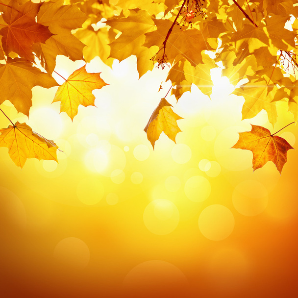 Autumn leaves - Photo, Image