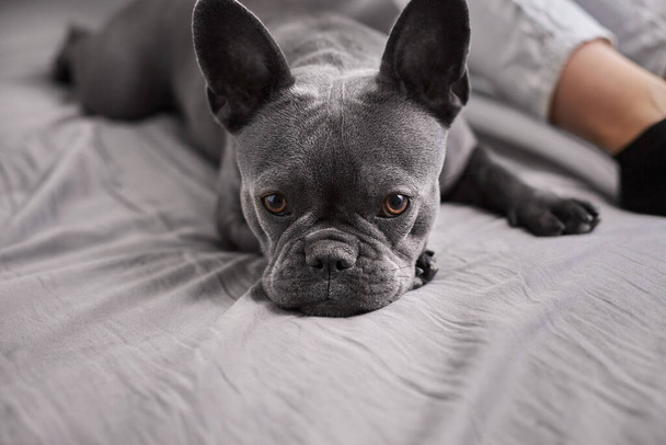 Woman and her french bulldog laying on a bed - Photo, Image