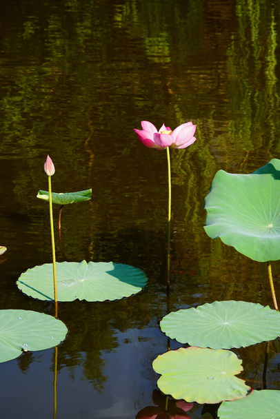 beautiful lotus flower in the pond - Φωτογραφία, εικόνα