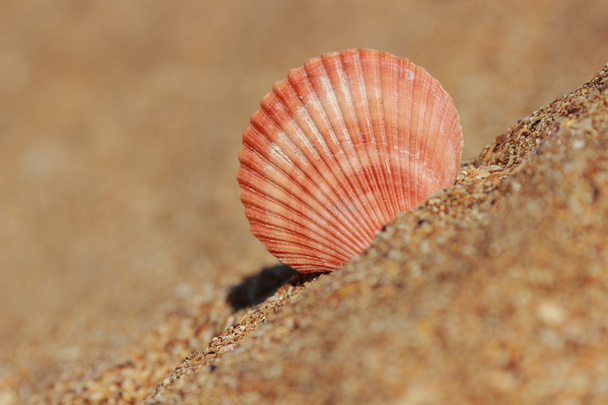 θάλασσα άμμου φόντο - Φωτογραφία, εικόνα