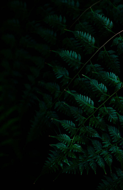 Vertical botanical poster in dark shades with elegant patterns of fern leaves.Tropical plants, botanical design. High quality photo. - Fotografie, Obrázek