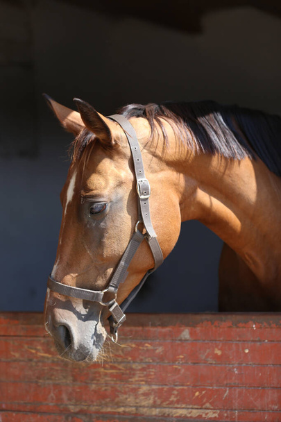 Beau jeune cheval debout dans la porte de l'écurie. Jeune homme pur regardant par la porte de la grange. Cheval de course derrière une clôture en bois brun à la ferme animale rurale été - Photo, image