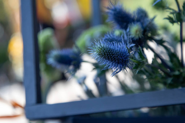 Eryngium bourgatii flower in an exotic bouquet with flowers and wooden elements. . Modern up-to-date floristry. Selective focus - Photo, Image