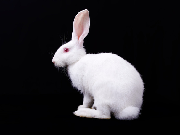 weißes Kaninchen - Foto, Bild